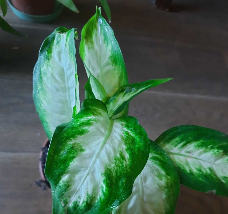 Dieffenbachia Camilla, dwubarwne liście, roślina w doniczce