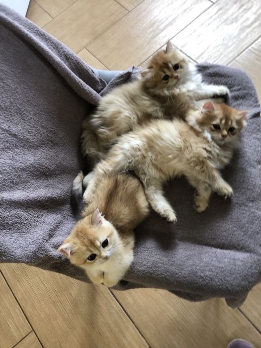 Золоті шотландські шиншили. Кошенята. Котята. Питомник.