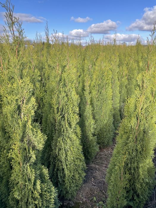 Tuja Thuja Szmaragd Brabant