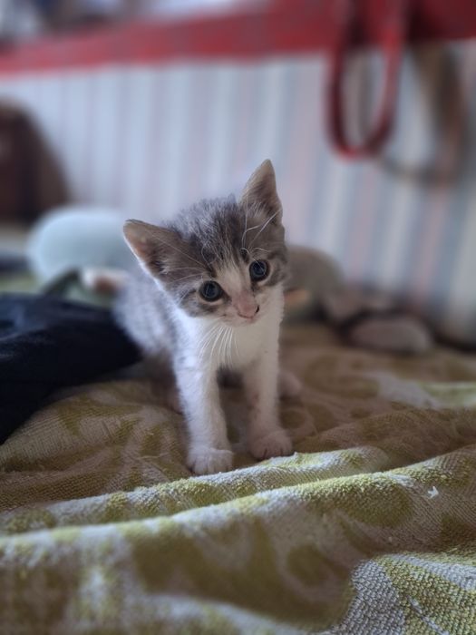 Котенок отдам даром мальчик девочка