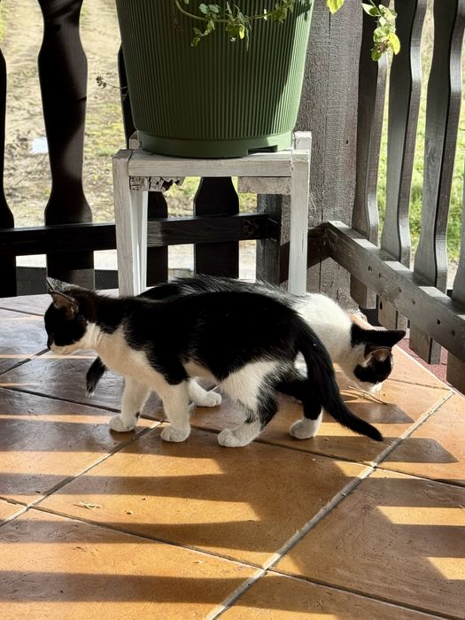 Kot kotka kotki za darmo