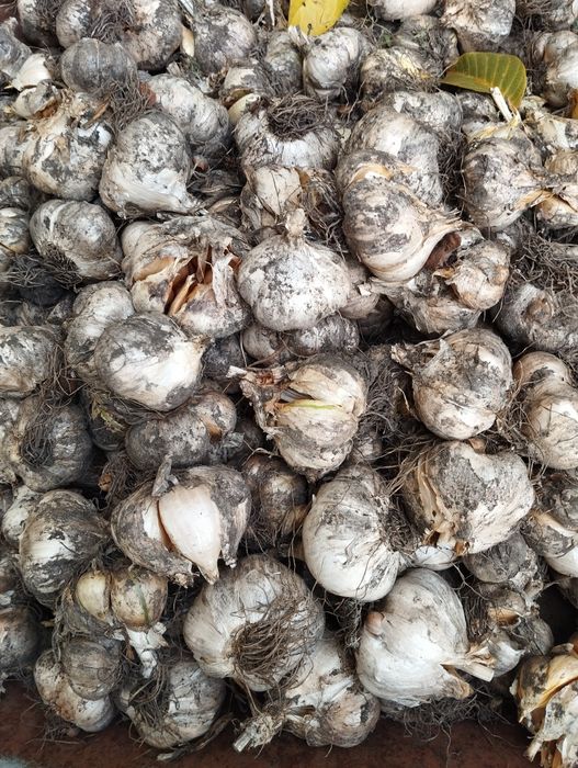 Часник рокамболь