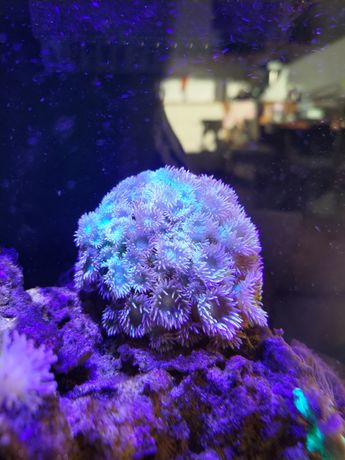 Duncanopsammia axifuga Dunka koralowiec morskie