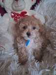 Maltipoo piesek mama maltańczyk tata pudel toy red