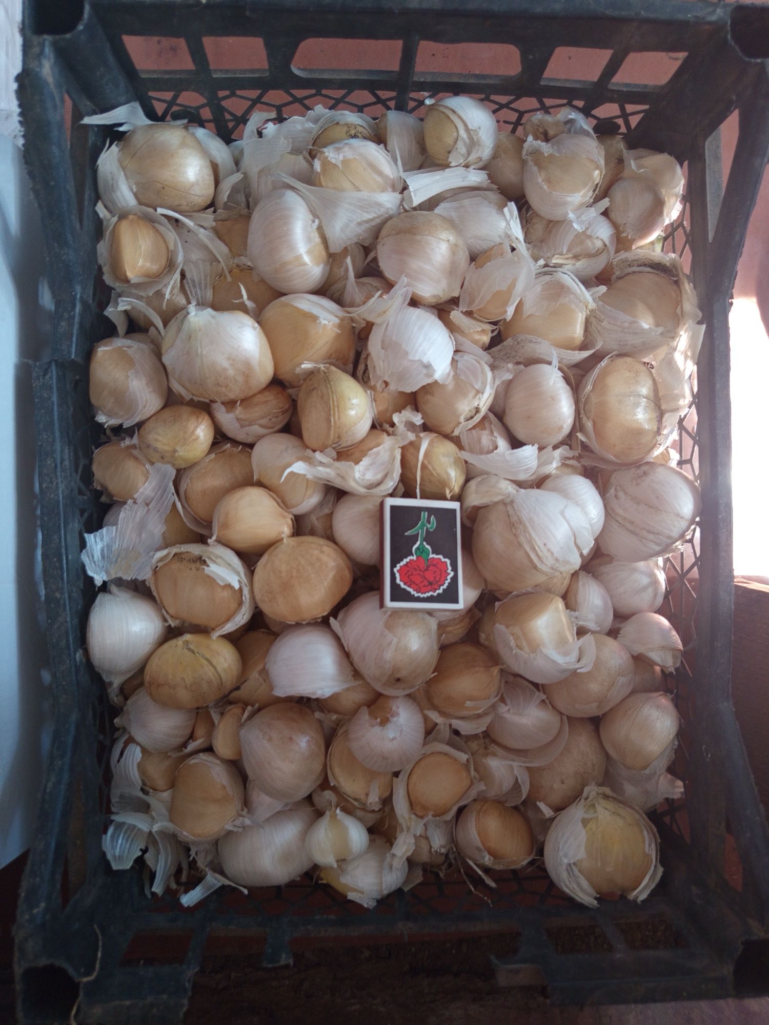 Продам часнок Роккамболь