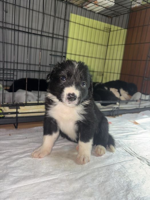 Szczeniak border collie
