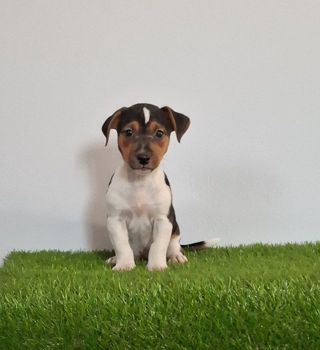 Jack russel de excelente qualidade