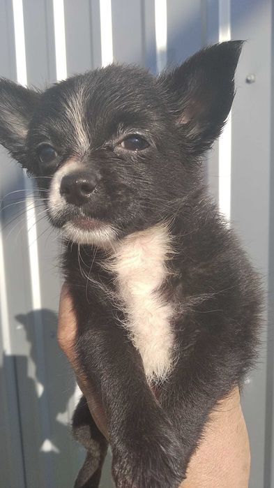 Продам щенков чихуахуа