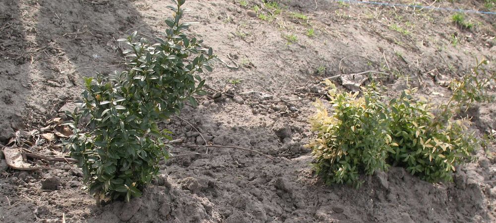 великі і молоденькі кущі самшиту