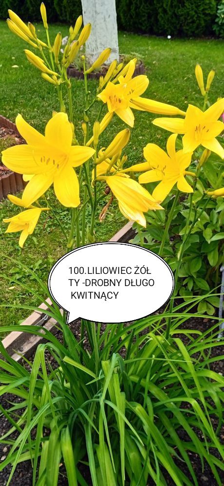 Chryzantemy wieloletnie zimujące