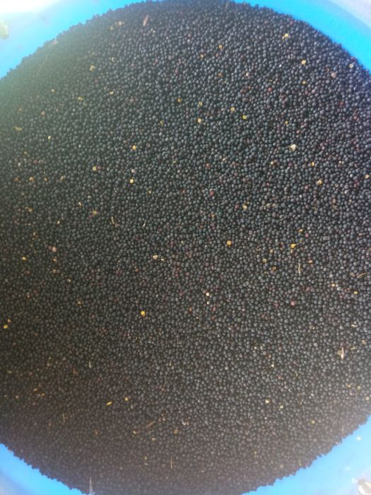 Rzepak ozimy  tegoroczny