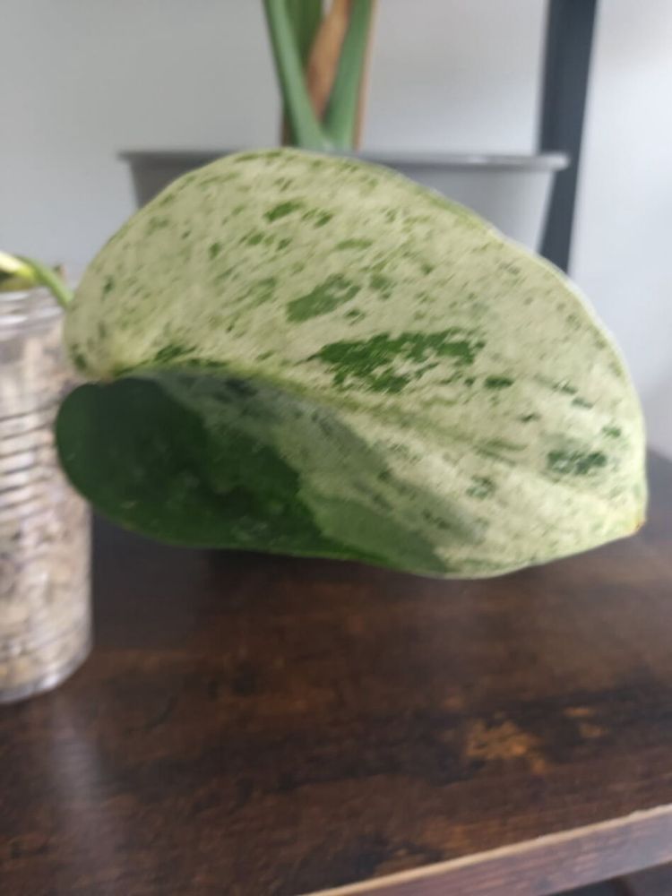 Scindapsus Jade Satin Marble Variegata
