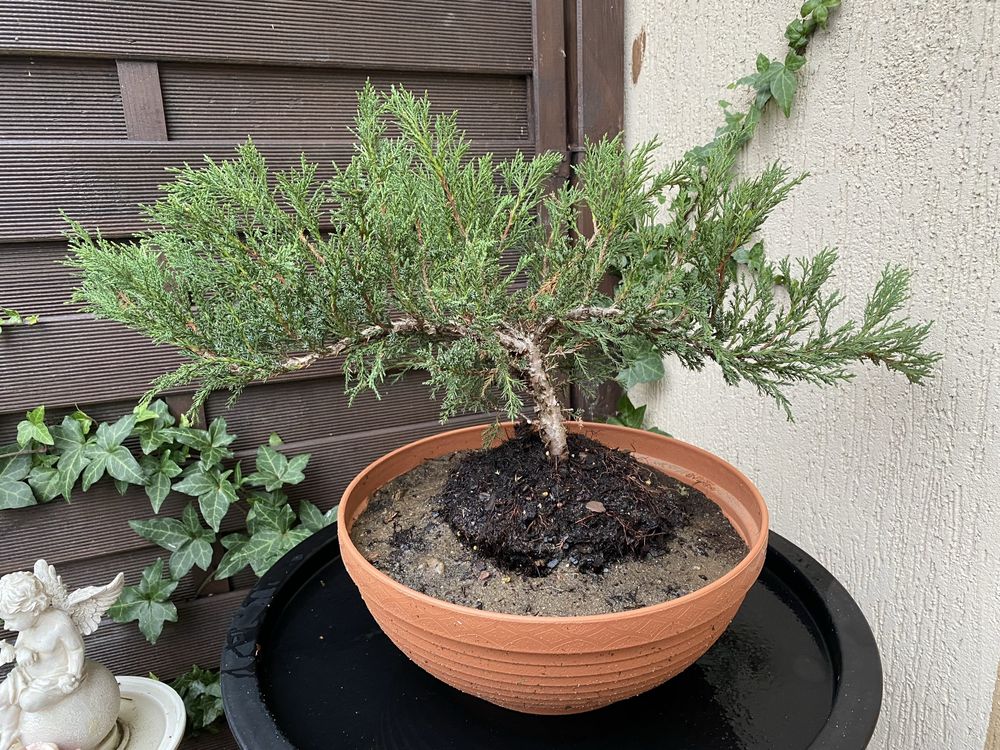 Sprzedam Bonsai