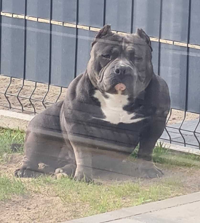 American Bully Pocket Abkc - Petarda