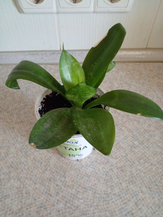 Сансивиерии- самые неприхотливые цветы.