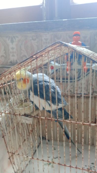 Caturra cor sinza Calopsita dócil + gaiola e ração
