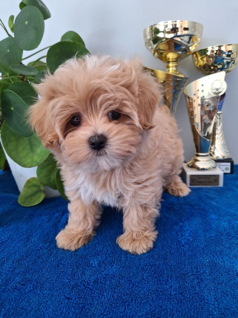 Maltipoo piesek z certyfikatem