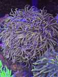 Euphyllia nyk new york morskie
