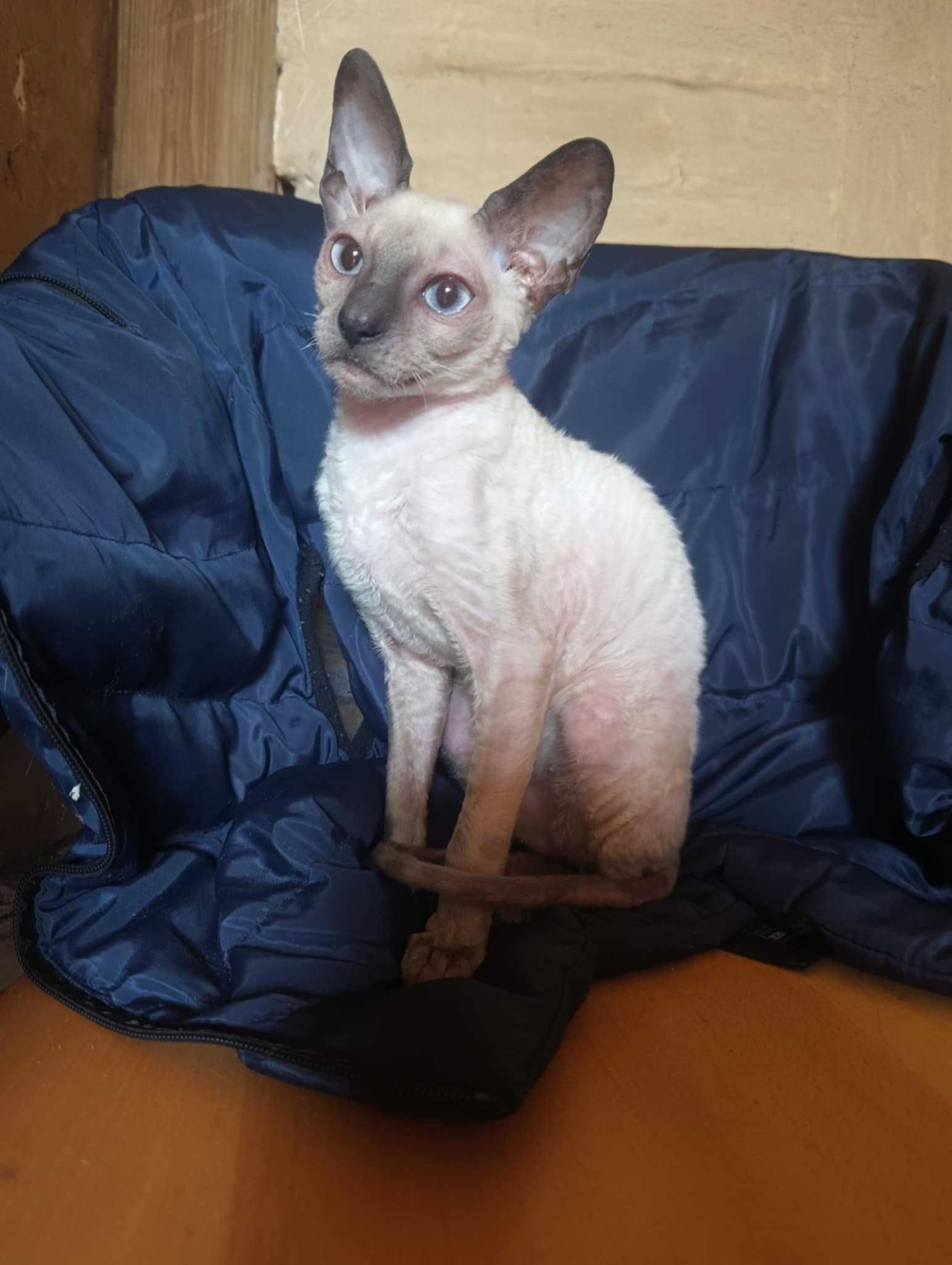 Cornish Rex  devon rex kot hod. Urok Życia