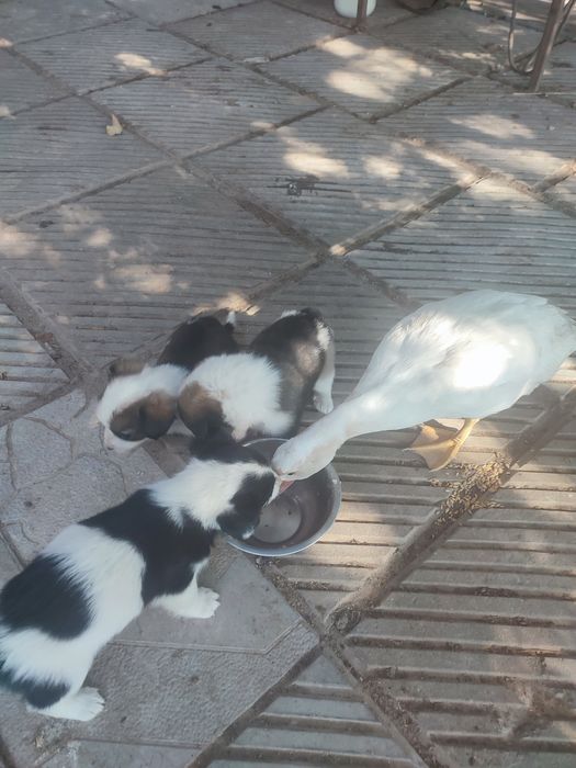 Віддам щянята цуценята маленькі песики