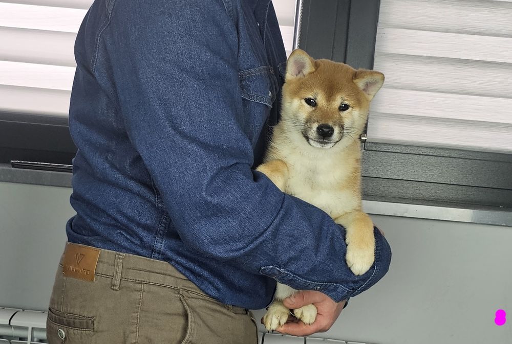 Shiba inu ZKWP FCI doskonały rodowód