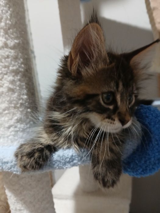 Maine coon kocurek