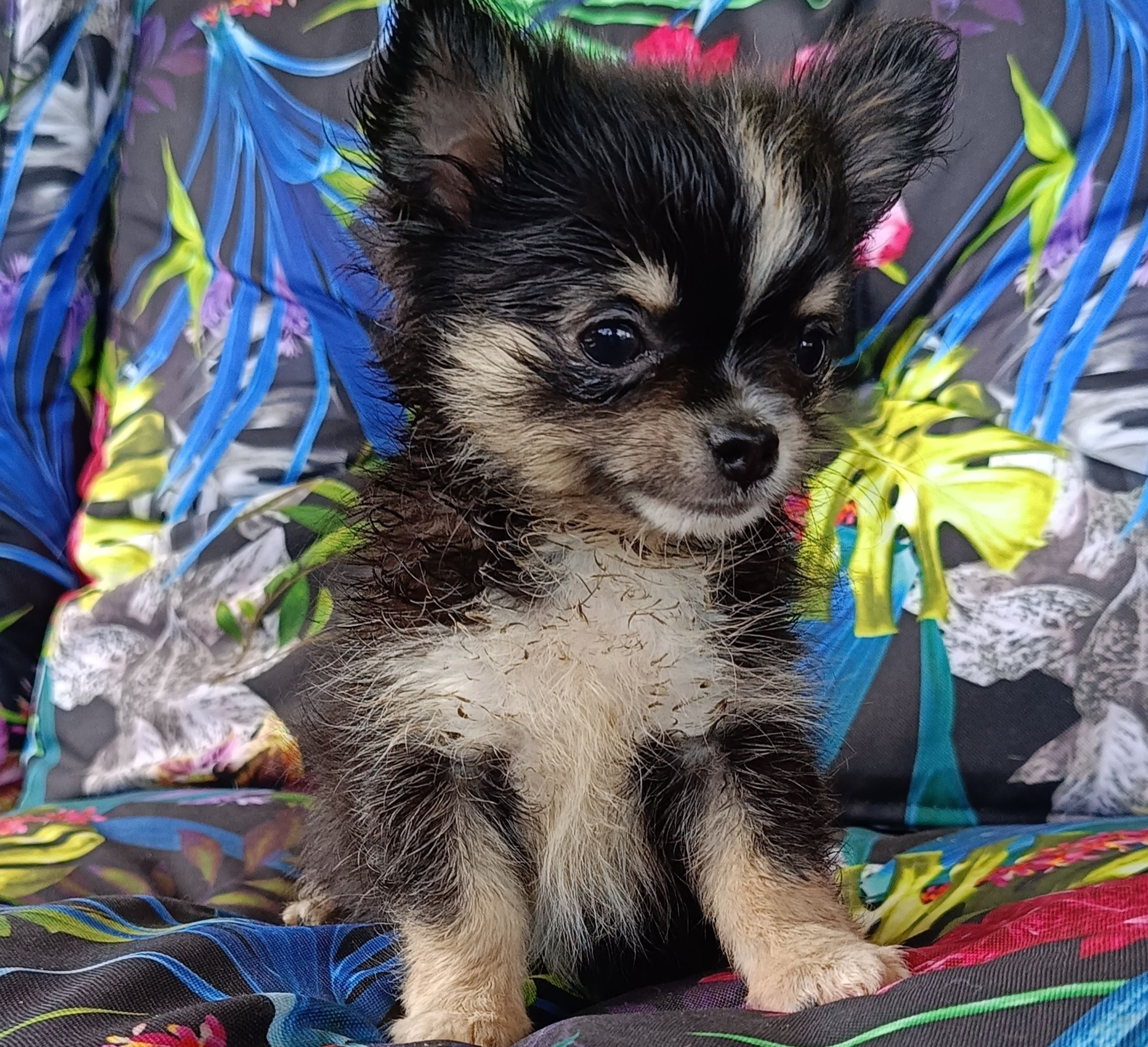 Chihuahua piesek mini XS długowłosy