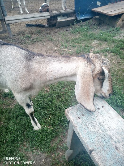 Продам козочку 65% АN. Покрытую 100% AN