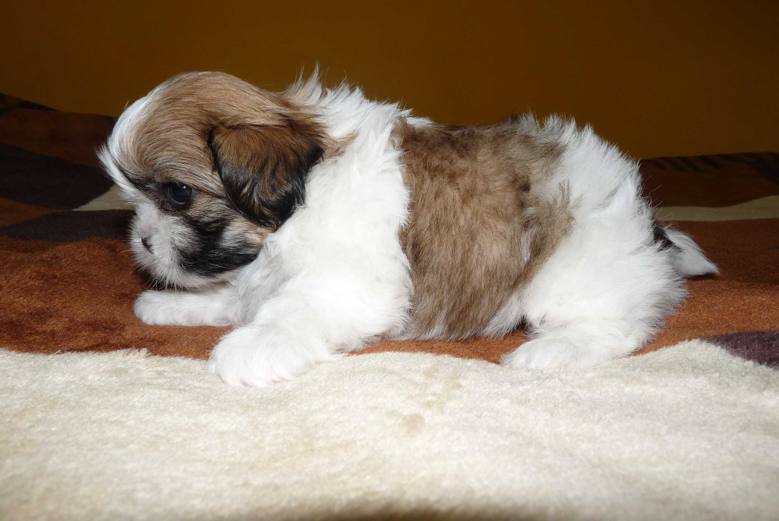 Shih Tzu, suczka Wega do odbioru od 15 sierpnia.