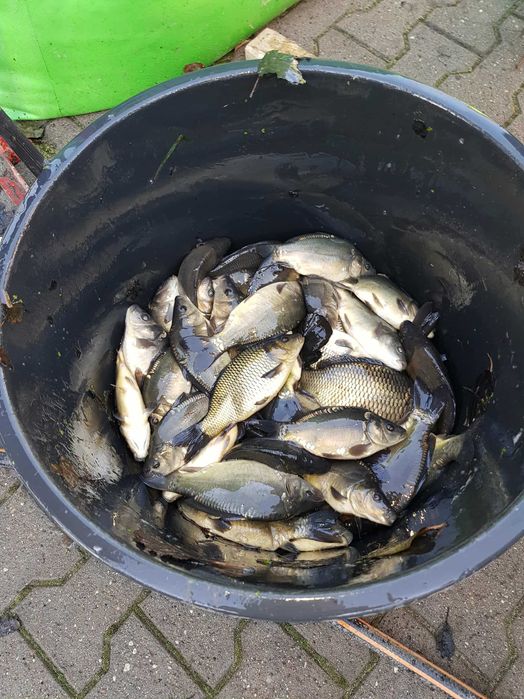 Karp zarybieniowy karp kroczek duży 2-4szt kg karp handlowy świąteczny