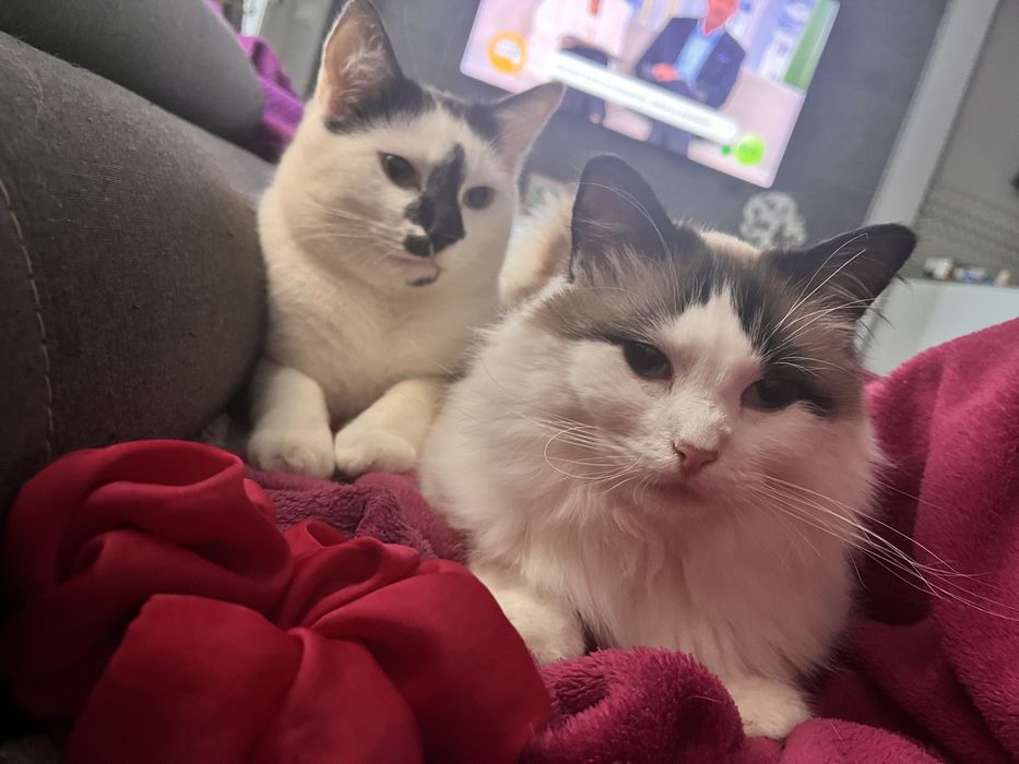 Szukamy domu dla dwóch kochanych kotów - razem
