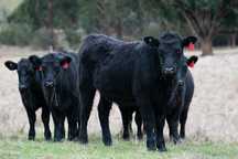 Vitela Angus Registada