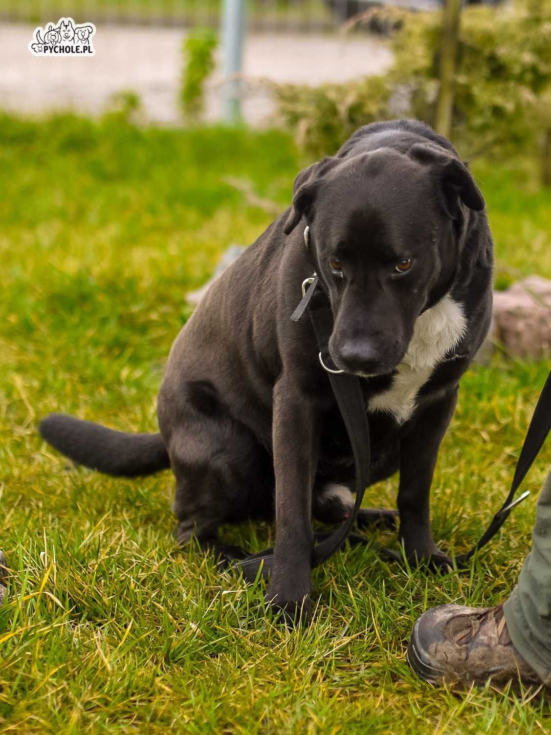 Pedro - senior w typie labradora do adopcji ! Musi opuścić schronisko