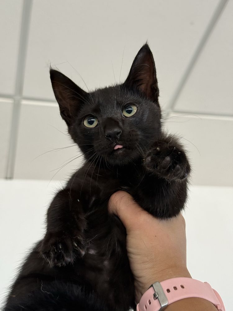 Gatinho 2 meses para adoção