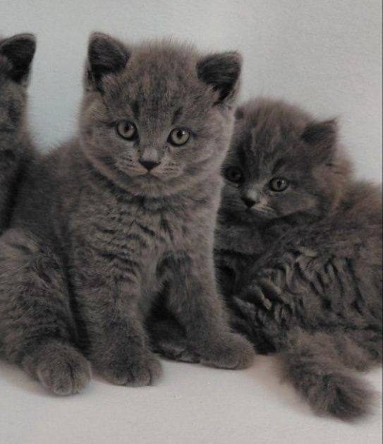 Котята британские