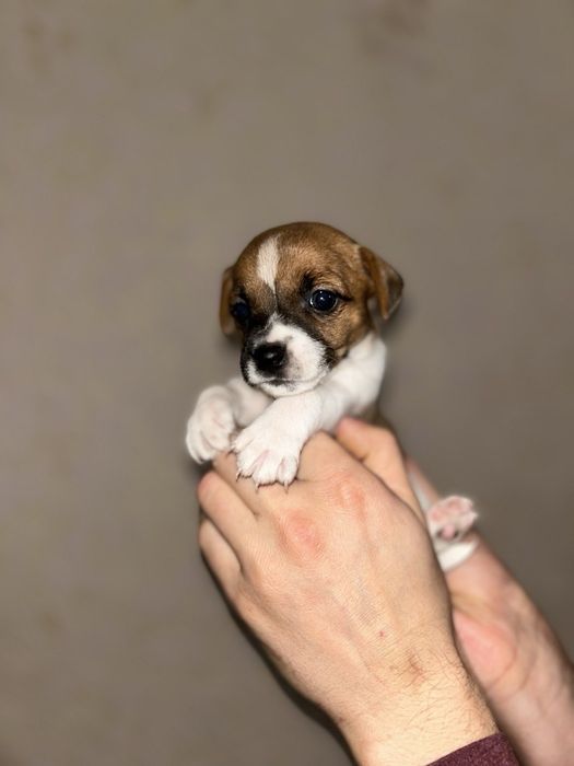 Цуценята Джек Рассел