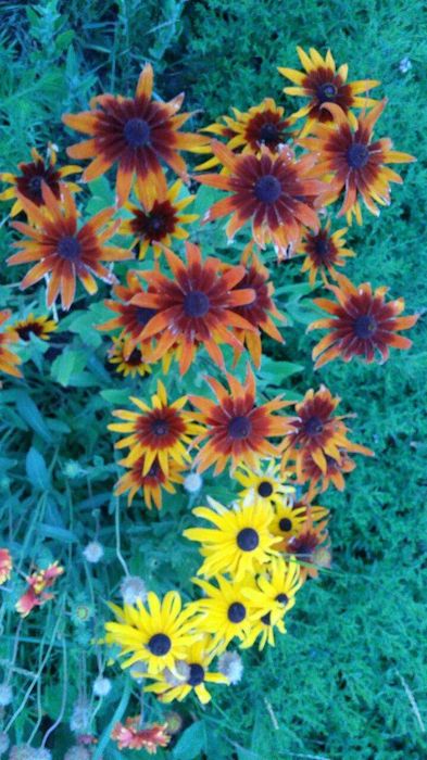 многолетники Бадан Аконит фиалка хоста гейхера матрикария колокольчики