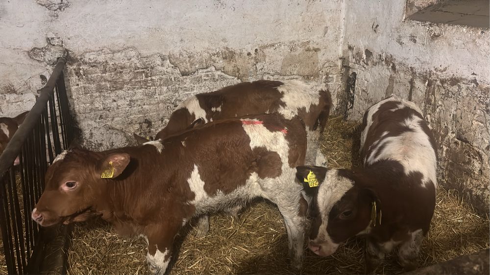 Byczki oraz jałówki odsadki żarłak polskie 105 kg