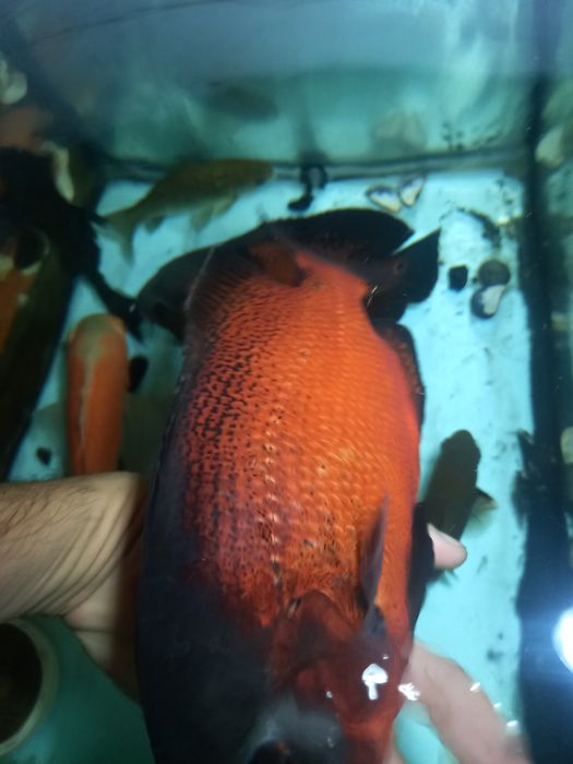 Peixes oscar adultos e filhotes