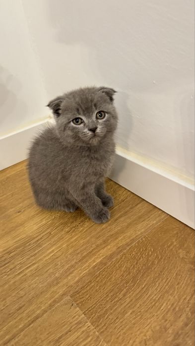 Femea scottish fold
