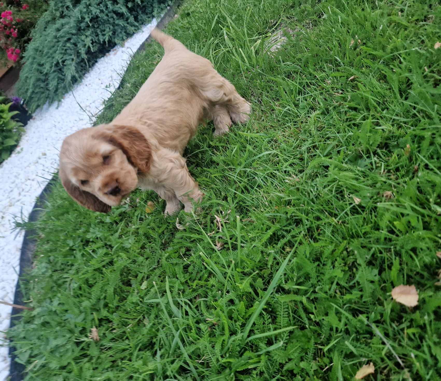Piesek rudy cocker spaniel angielski
