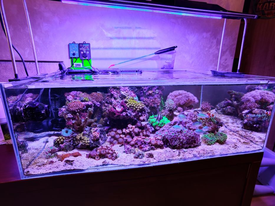 Akwarium morskie korale różne