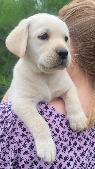 Labrador retriever suczka do odbioru pochodzenia fci