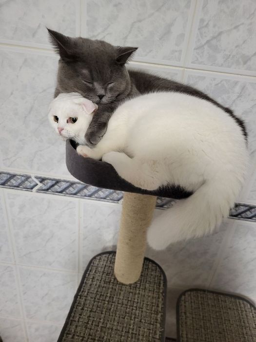 Scottish fold lilac femea