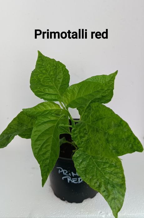 Plantas de malaguetas ardência nuclear (extrema)