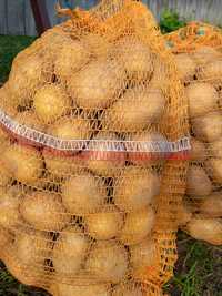 Ziemniaki Denary jadalne, sadzeniaki oraz paszowe