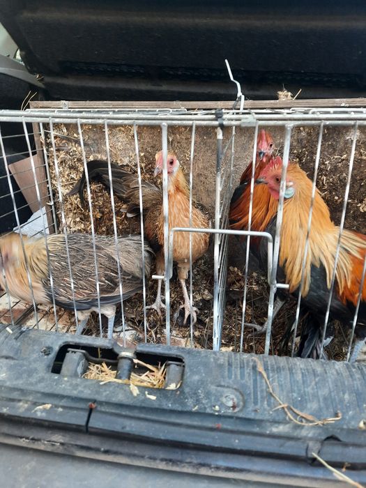 Kury i koguty feniksy