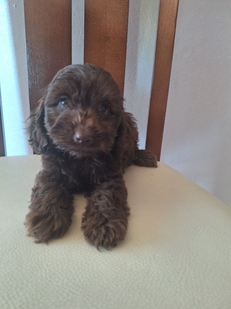 Cockapoo-pudel/spaniel-dziewczynka