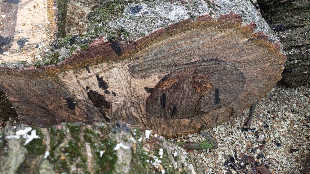 Дерево горіхове,без доставки.ціна за всі 5 колод