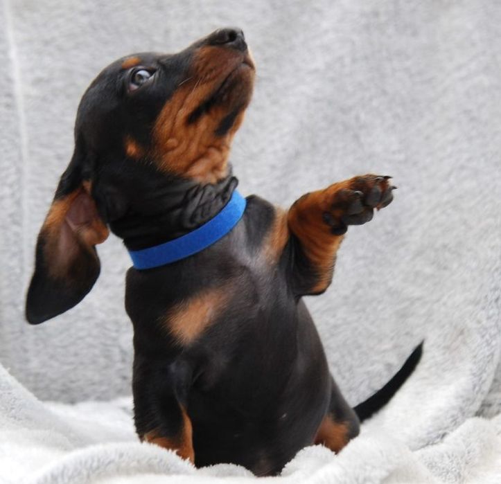 Шляхетні чорно-підпалі такси — ефектні та розумні